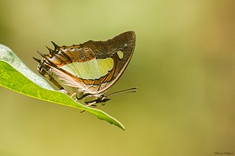 Ventral view