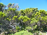 Erica tristis