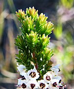 Erica calycina