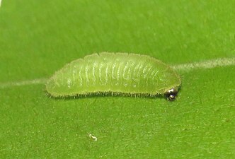 Larva