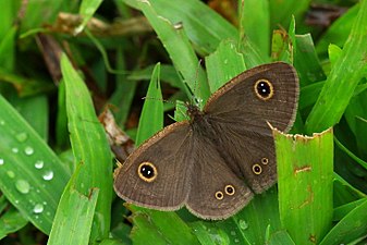 Dorsal view