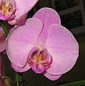 Thumbnail for File:Orchidaceae phalaenopsis.JPG