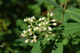 flowers of Apocynum cannabinum