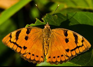 Dorsal view