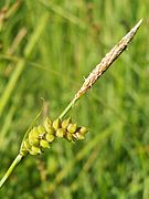 Carex panicea