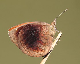 Ventral view