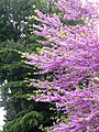 Cercis siliquastrum Camargue