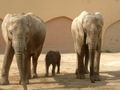 Three elephants at the Zoo of Lisbon, Portugal.