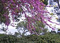 Cercis siliquastrum Gardì Botánic Cap Roig (Girona)