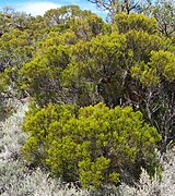 Erica reunionensis