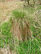 Carex paniculata