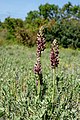 Anacamptis coriophora Spain - Mallorca