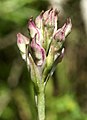 Anacamptis coriophora Spain - Mallorca