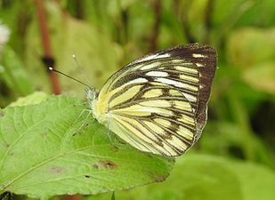 Ventral view