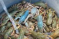 Crayfish, photographed in Karabakh