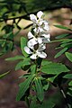 Exochorda racemosa