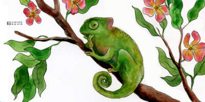 A chameleon on a tree. (Sabina Hahn for WBUR)