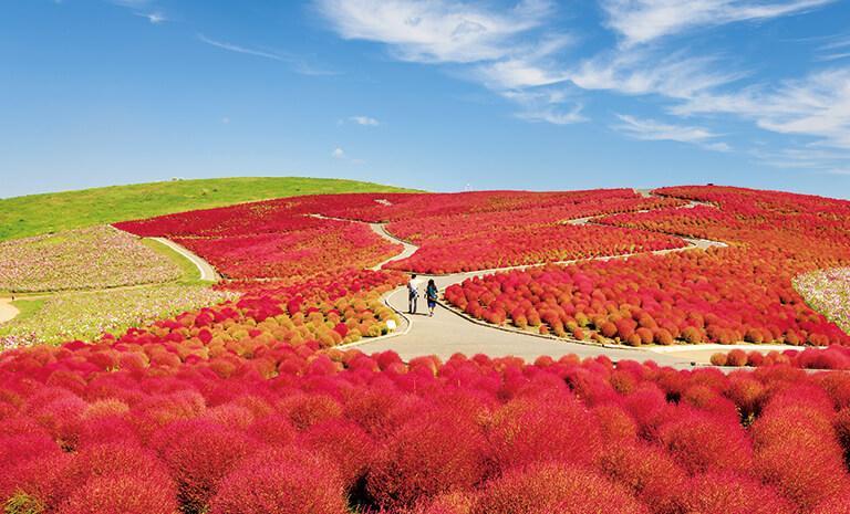 東北．藏王漫天緋紅7日(秋季)