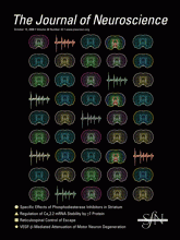 The Journal of Neuroscience: 28 (42)