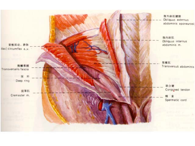 腹股溝