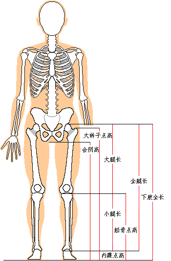 體形