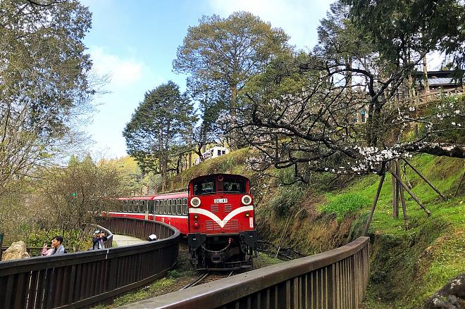 阿里山小火車X祝山線日出二日行程｜入住阿里山園區