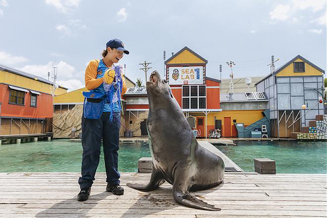 【澳洲必去】黃金海岸海洋世界SeaWorld門票（可加購直升機觀光）