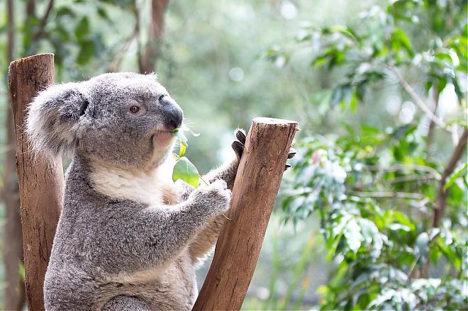 【澳洲黃金海岸動物園】庫倫賓野生動物園門票