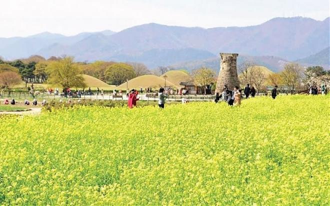 2024慶州佛國寺賞櫻油菜花一日遊|首爾出發