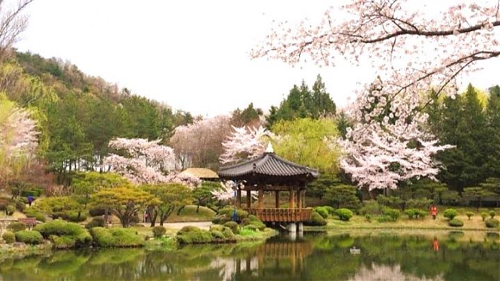 2024慶州佛國寺賞櫻油菜花一日遊|首爾出發