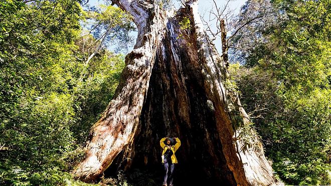 新竹北得拉曼山巨木步道一日｜全台最低海拔檜木森林