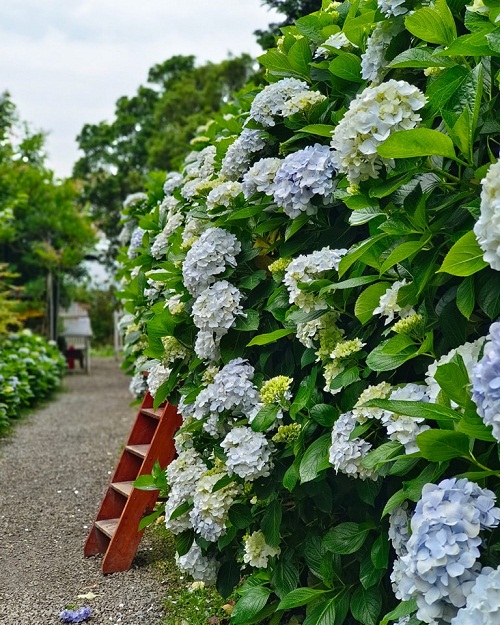 竹子湖超美「大梯田花卉生態農園」繡球花與門票優惠整理