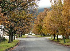 Somerset-Oos is besonder boomryk, soos trouens ook die omliggende landskap.