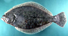 Paralichthys dentatus