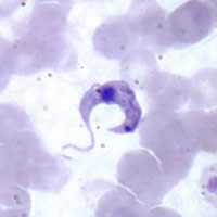 Trypanosoma cruzi, forma flagelada em esfregaço sanguíneo.