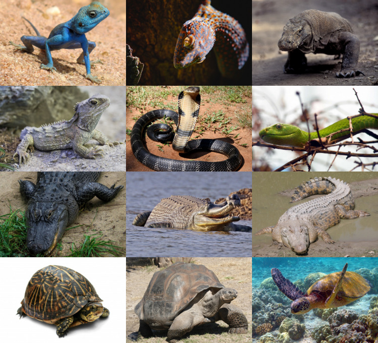 Reptiles_2021_collage