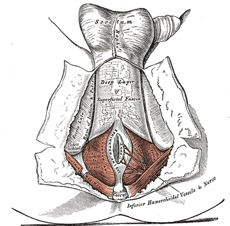 Le périnée. Le tégument et la couche superficielle du fascia superficiel se réfléchissent.