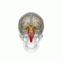 Hjärnstammens placering