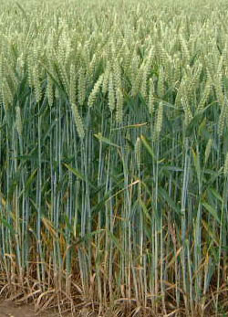 Terwe (Triticum)