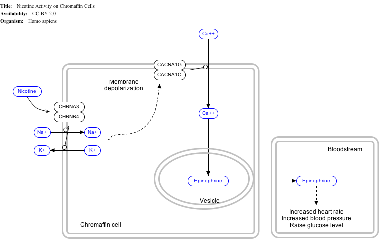 NicotineActivityonChromaffinCells_WP1603