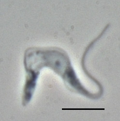 Álomkórostoros (Trypanosoma brucei) (A fekete vonal 10 µm hosszt jelöl.)