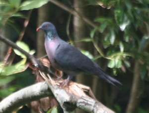 شابلون:Mld Columba bollii (cat.)