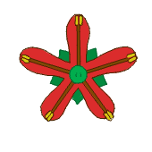 Pręciki (brązowe) nadległe płatkom korony (czerwone)