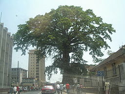 Cotton Tree i Freetown