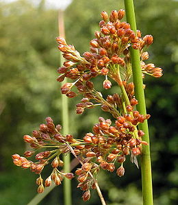 Kėstasis vikšris (Juncus effusus)