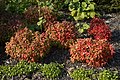 'Fire power' cultivar in a hedge setting