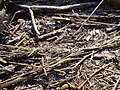 Perte chronique sur une berge de rivière française (effluents industriels).