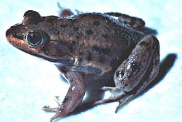 Lithobates virgatipes