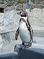 Pingwin Humboldta