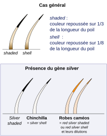 Schéma représentant la répartition de la pigmentation sur plusieurs poils tipped.